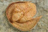 Orange Trinucleid Trilobite (Declivolithus) - Mecissi, Morocco #372375-1